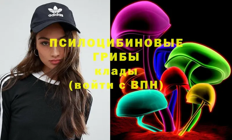 Галлюциногенные грибы Psilocybe  Кола 